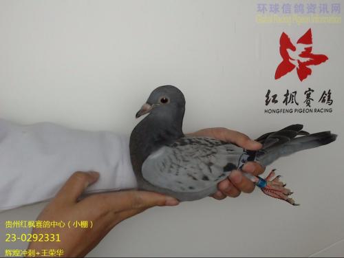 ���ݺ��ɼ���18��6���׸�Ƭ