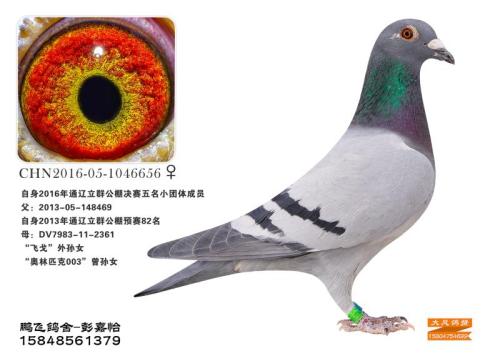 ����ɼ���