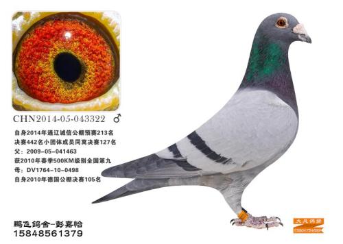 ����ɼ���