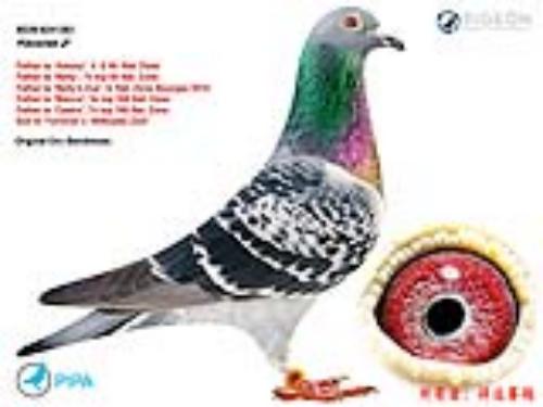 ����-�����˰Ϳ�Ī�ָ�