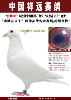 ��ʤ�����ӻ�Ѫ