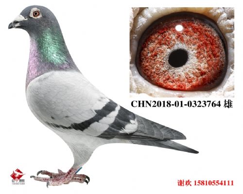 ���ҡ��ƽ���