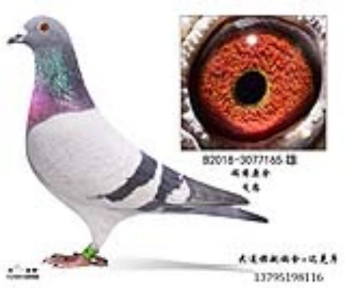 ����ԭ����������