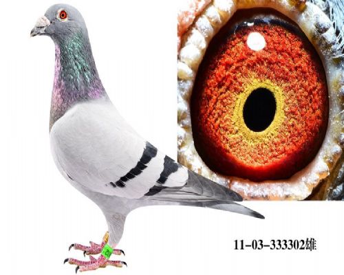 ��ɫ������ֱ��