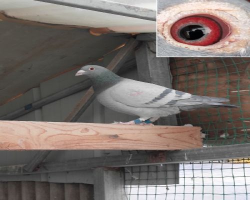 ɣ��ʿ2018��֮��