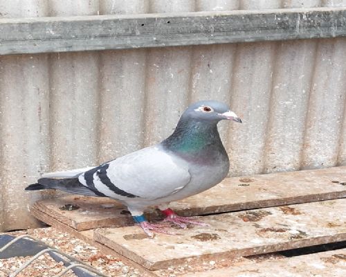 ɣ��ʿ2017��ֱŮ��