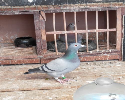 ɣ��ʿ2016��