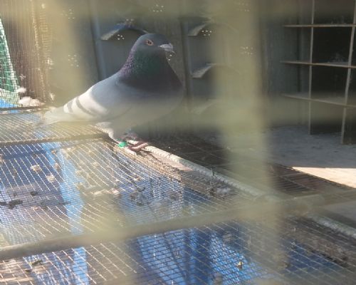 ·��ʮ������ɣ��ʿ2018