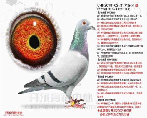 �����ֱ�ӡ�����ֱŮ