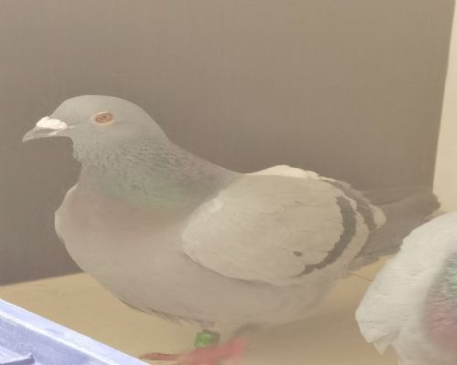 γ·��ҵ����ָ��ʮ����