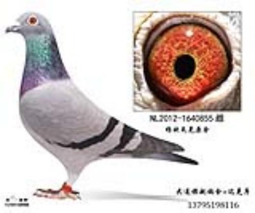 ��ŷ�߿�ԭ��800��ֱŮ