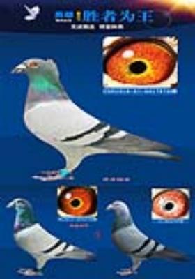 ȫ��ӥ���ϵ��