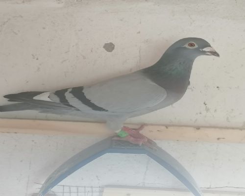 ɣ��ʿ��Ů��