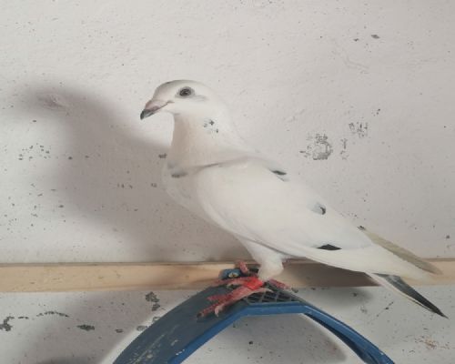 ³������ɭ