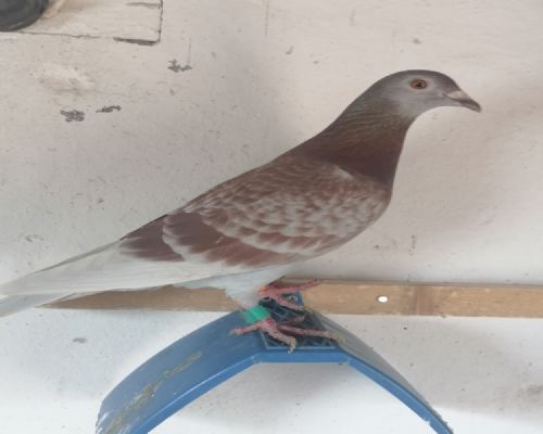 ��������