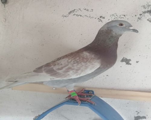 ����ϡ��������ܡ���ɵ��