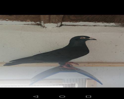 ɣ��ʿ��ħ��