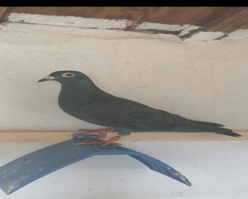 ɣ��ʿ ��ɫ����