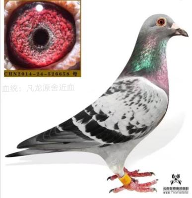 ·��˹.����