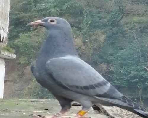 ղɭʯ��ү����Ů��