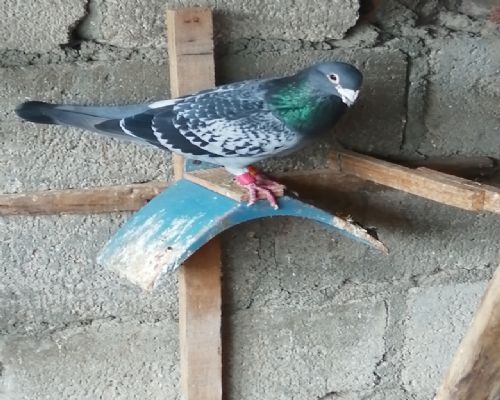 ���Xղɭ��72����