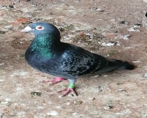 �ٰ���ʯ��