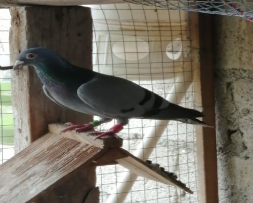 ղɭ�ٰ����ھ���