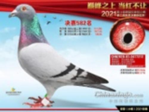 ����582��