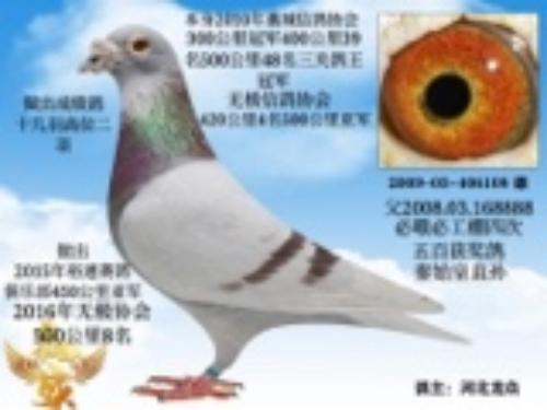 �����ھ�