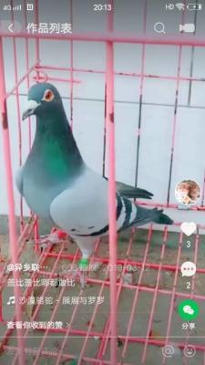 �Ǳ�