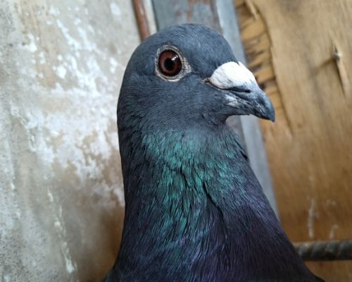 �����۸�