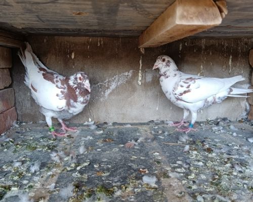 Ľ���Ż���һ��