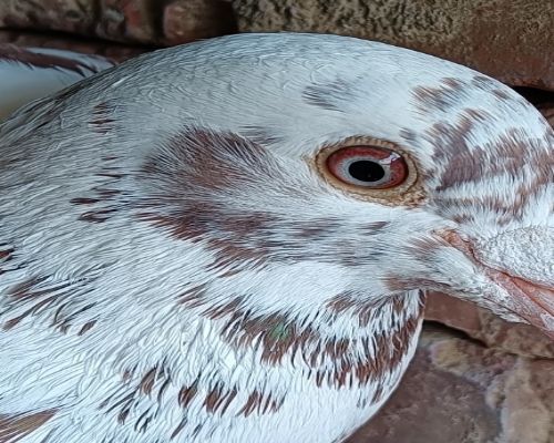 Ľ���Ż��˴Ƹ�