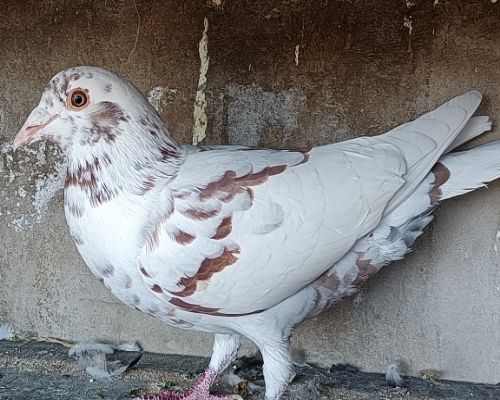 Ľ���Ż��˴Ƹ�