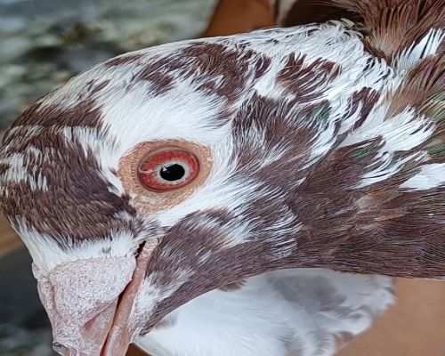 Ľ���Ż����۸�