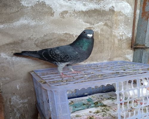 ���һ���������