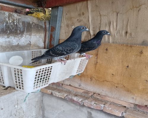 ��Ŀ���ɶ���