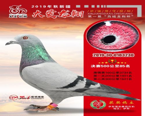 �½��󰮹���500����85��