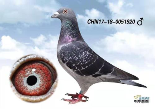 ���Ԫ��ȸ��Ѫ��