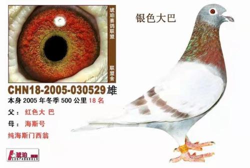 ��˹������