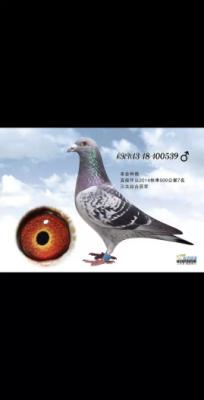 ���ԪС��ȸ��Ѫ��