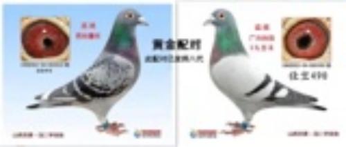 种鸽
