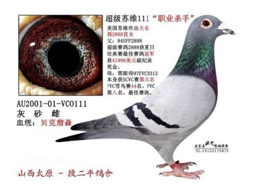 种鸽