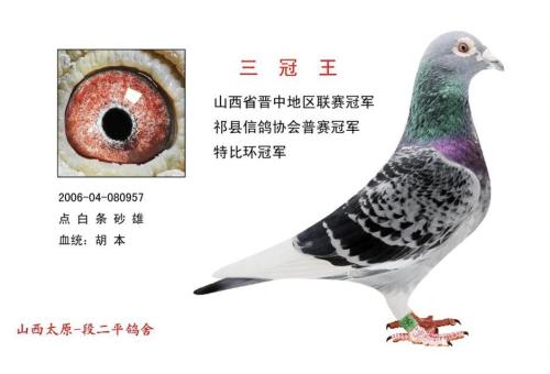 种鸽