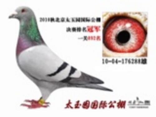 种鸽