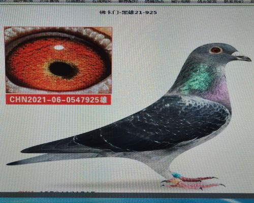 ��˾����