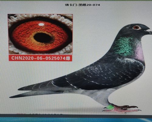 ��˾����