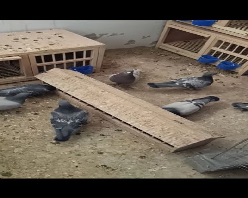 22��Ԥ���ָ�