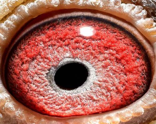 ɽ��ʤ������481��