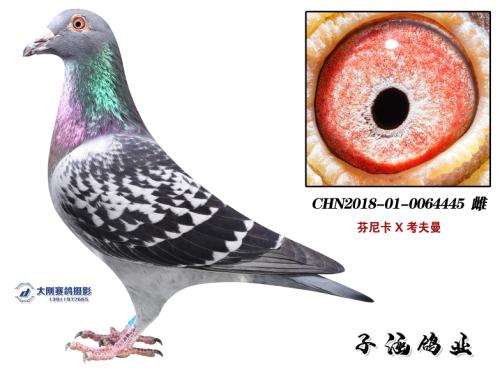 С��ĸŮ��4445